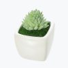 Succulent-Plant-Mini-Stone-Lotus