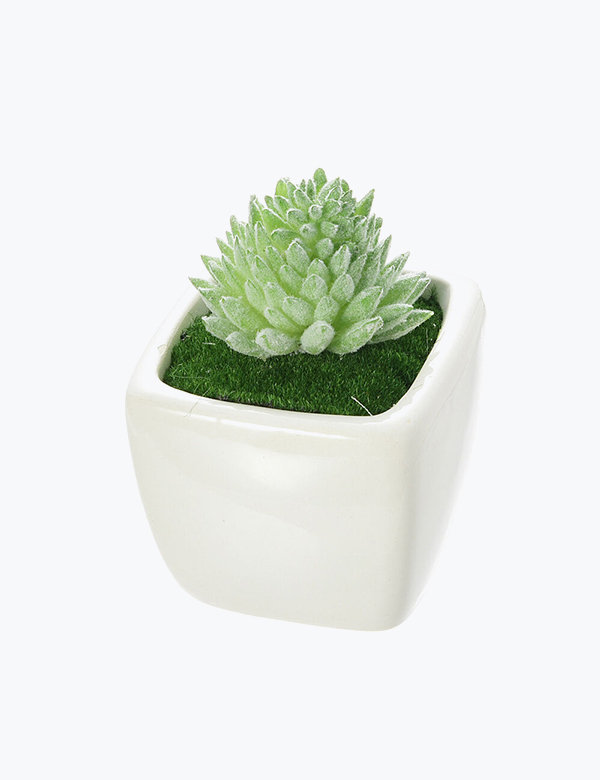 Succulent-Plant-Mini-Stone-Lotus